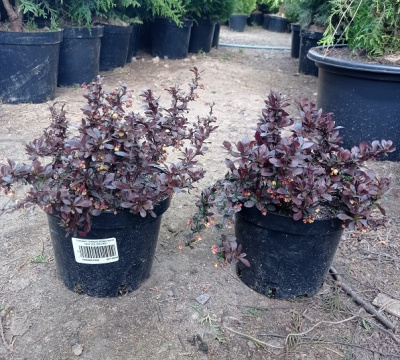 Барбарис Тунберга Atropurpurea Nana (Н0.5м В0.8м) 30cm С4