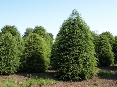 Тсуга канадская Tsuga canadensis