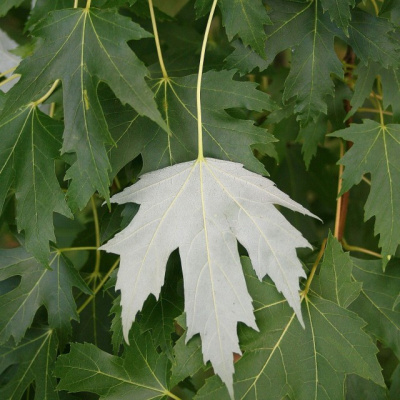 Acer saccharinum 'Pyramidale'