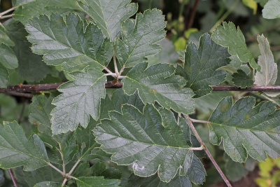 Рябина промежуточная или шведская (Sorbus intermedia)