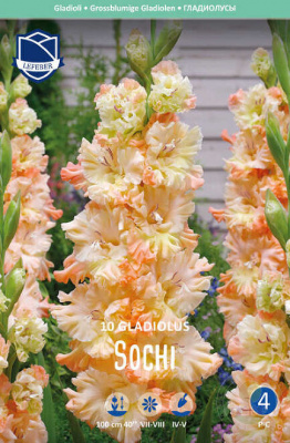 Гладиолус Sochi Lifeber