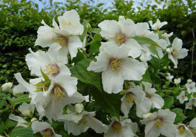 Чубушник Лемуана Philadelphus x lemoine (Н=3,0м,цв.белые 4см,с сильным ароматом) C3