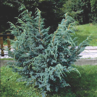 Juniperus squamata 'Meyer'