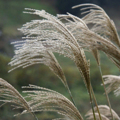 Мискантус Гигантеус Miscanthus Giganteus