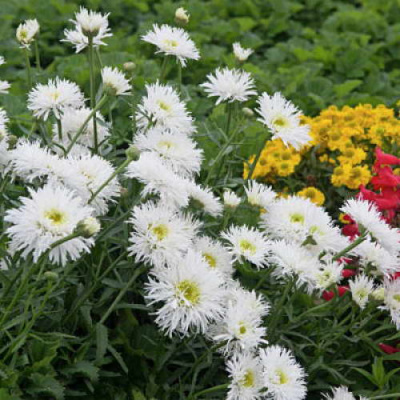Нивяник обыкновенный 'Crazy daisy' (белые,VII-VIII,Н=70см)
