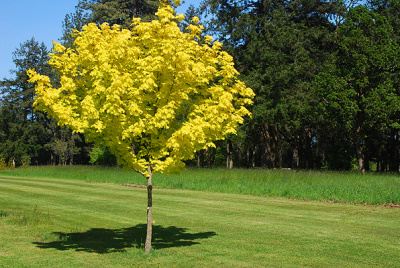 Клен остролистный (Acer platanoides 'Princeton Gold')