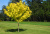 Клен остролистный (Acer platanoides 'Princeton Gold')