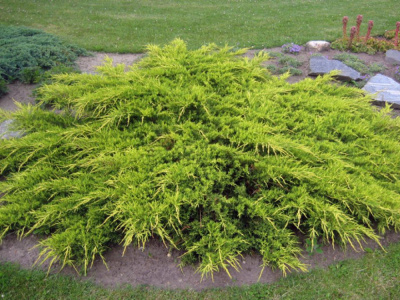 Можжевельник средний (Juniperus media 'Pfitzeriana Aurea')