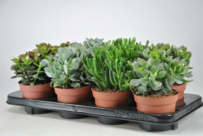 Крассула Crassula Gem 12/18