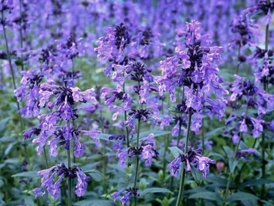 Котовник сибирский Nepeta sibirica 'Souvenir d'André Chaudron' (фиолетово-синий,Н=60-90см,лист душис
