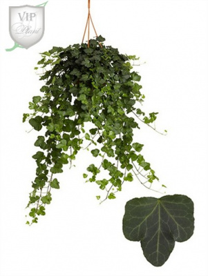 Хедера Hedera Helix 'wonder'  19/50