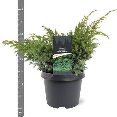 Можжевельник чешуйчатый (Juniperus squamata 'Blue Swede' Н0,6м,В0.8м)