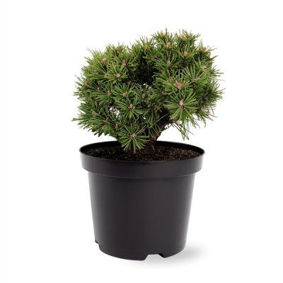 Сосна горная (Pinus mugo Benjamin) С3 20-25 см