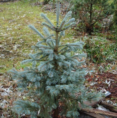 Ель энгельмана (Picea engelmannii 'Blue Softie')