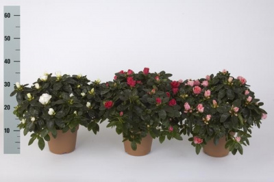 Азалия Rhodo Si Gem D11