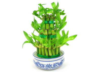 Драцена Dracaena Overig Sanderiana Lucky Bamboo