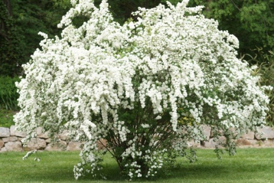 Спирея Вангутта (Spiraea vanhouttei Н1,7м)