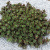 Очиток Sedum Sunsparkler Lime Zinger