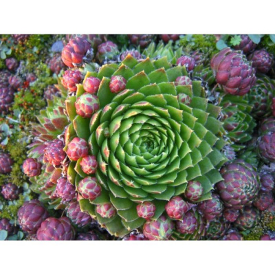 Молодило Sempervivum Gemend