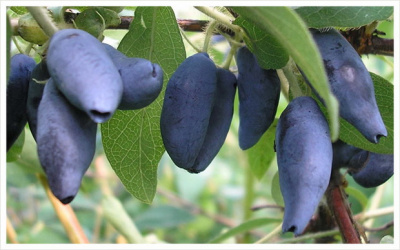 Жимолость сибирск.сорт Синяя Птица Lonicera edulis (Н=1,5м,плод L=2см,вкус кисло-слад.чуть терпк)