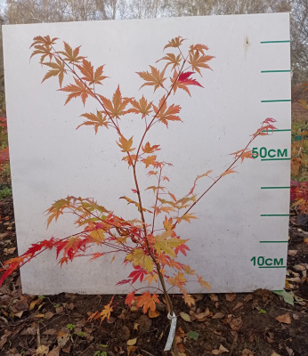 Клен Норд Винд Acer 'North Wind'® (Jack Frost) С3 50см