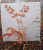 Клен Норд Винд Acer 'North Wind'® (Jack Frost) С3 50см