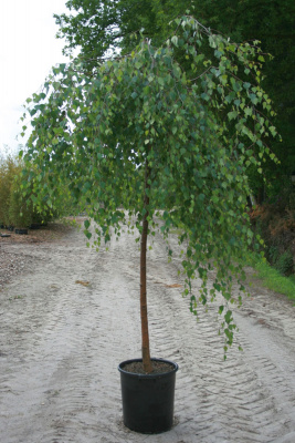 Береза повислая (Betula pendula Youngii V40л.штамб 220)