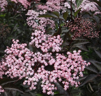 Бузина чёрная Sambucus nigra Black Beauty