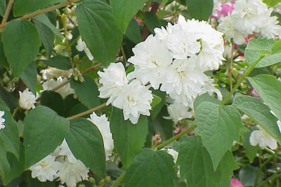 Philadelphus Virginalis
