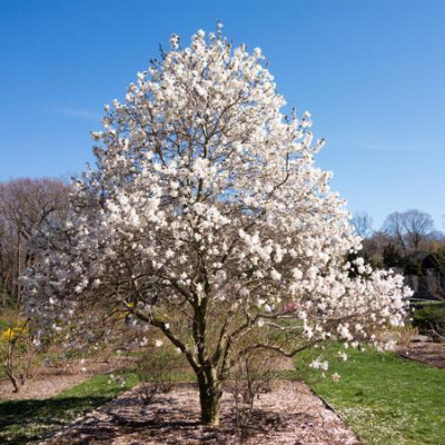 Magnolia stellata