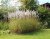 Мискантус пурпур. Miscanthus purpurascens