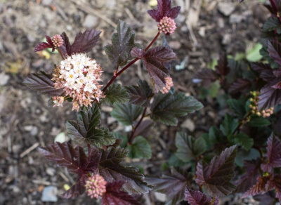 Пузыреплодник калинолистный (Physocarpus opulifolius 'Red Baron')