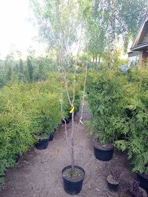Клен остролистный (Acer platanoides) 200см  С10