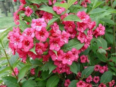 Вейгела цветущая (Weigela florida Bristol Ruby Н3м В2м)