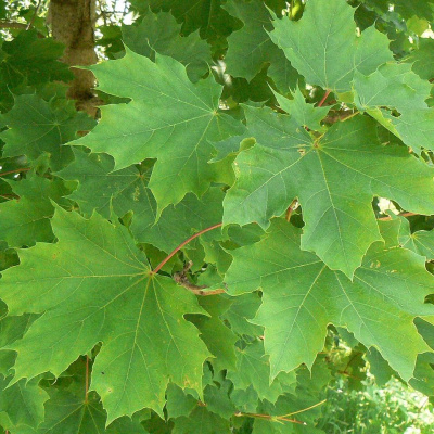 Клен остролистный (Acer platanoides)
