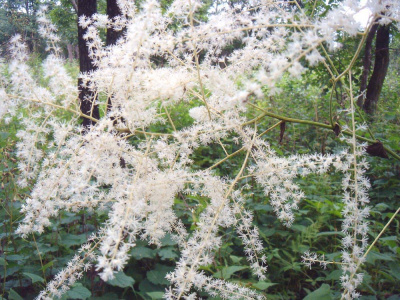 Цимицифуга Cimicifuga racemosa (клопогон) ветвистый (бел,VIII-IX,Н=120-200см)