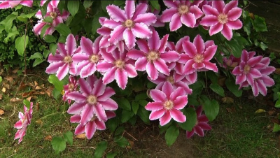 Clematis 'Nelly Moser' Клематис (цв.светло-розово-лиловые с розовой полосой,полутень,Дцв=15-20см,Н=2