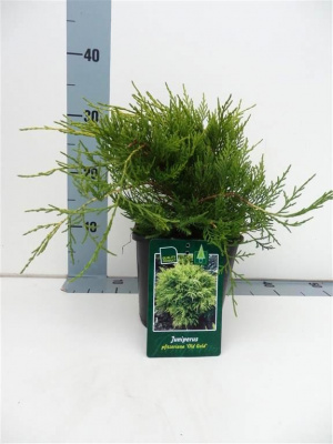 Можжевельник средний (Juniperus media 'Old Gold' Н-0,8м В-3м) P9