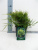 Можжевельник средний (Juniperus media 'Old Gold' Н-0,8м В-3м) P9