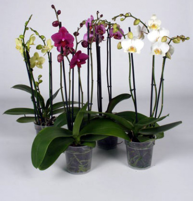 Орхидея Phalaenopsis 3 ств.12 EU