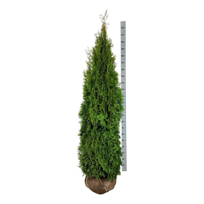 Туя западная Смарагд 200cm (Thuja occidentalis 'Smaragd')