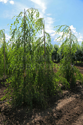 Береза повислая (Betula pendula)