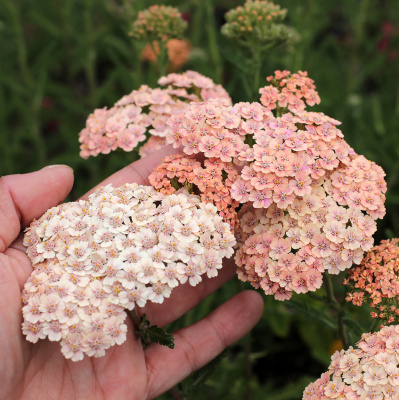 Тысячелистник обыкновенный achillea Cameo Yarrow