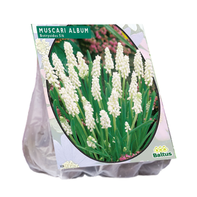 Мускари Muscari Album Botryoides 5-6, уп. 30шт