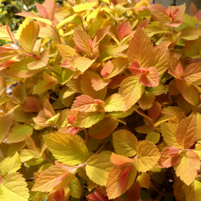 Spiraea japonica Дабл Плей Биг Бен