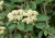 Калина гордовина (Viburnum lantana Черная Калина Н4м) С1,5