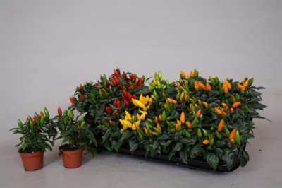 Перец овощной Capsicum Annuum 