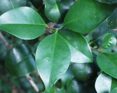 Бирючина обыкновенная (Ligustrum vulgare Н3м,В1,5м)