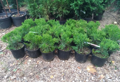 Можжевельник средний (Juniperus media 'Mint Julep' Н-1м,В-2,м) 20-30 C3 V